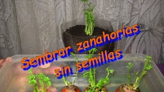 Como sembrar zanahorias sin semillas 2º parte [upl. by Reseta]