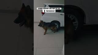 German Shepherd long hair for sale dogsales germanshepherd germanshepherdshort sidhumoosewala [upl. by Artap]