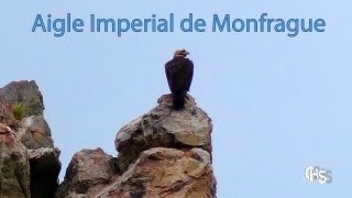 LAigle Impérial du Parc national de Monfragüe [upl. by Ahcsat]