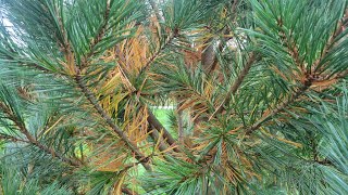 Pine Tree Needles Turning Yellow in Autumn [upl. by Roos697]