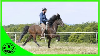 Reiten mit isländischer Kandare  für welche Pferde und Reiter ist sie geeignet [upl. by Moguel]