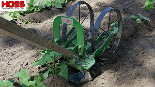 TOP 4 REASONS TO HILL SWEET POTATO PLANTS [upl. by Edlyn]