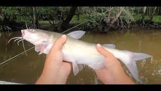 Catfishing on the Altamaha River [upl. by Obnukotalo]