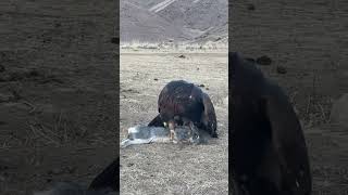 berkut birds орёл ястреб burgutlar hunting falcon eagle [upl. by Ettezyl]