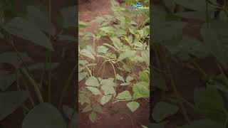 Cowpea as Intercrop in Coconut Farm [upl. by Llebasi438]