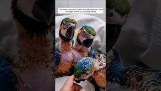 This man rescued a nest of baby parrots and brought them to a loving home animalshorts [upl. by Thurman252]