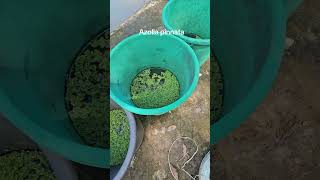 Azolla Pinnata [upl. by Ajroj995]