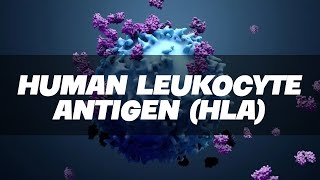 HLA  Human Leukocyte Antigen Simplified  Immunology [upl. by Sorkin]