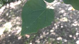 Tree identification video [upl. by Swisher]