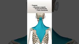 Anatomie Trapèze élévateur scapula rhomboides [upl. by Rubie]