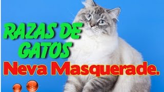 Gatos Neva Masquerade  Caracteristicas del Gato Neva Masquerade [upl. by Bidle124]