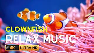 🟣4k Aquarium • Beautiful TROPICAL CLOWNFISH amp SEA ANEMONE • Relaxing Music [upl. by Abehshtab]