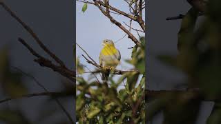 Yellow footed green pigeon pigeon birds birdslover 4k backyardwildlife peacefulmoments [upl. by Thayer]