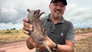 CHARLLES E TIRINGA MOSTRANDO A ROTINA DA FAZENDA DO PIAUÍ PARTE 5  COMÉDIA SELVAGEM [upl. by Anurag730]