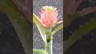 觀賞侏儒鳳梨 Dwarf Pineapple foryou travel fall 鳳梨 植物 nature 公園 [upl. by Ronym]