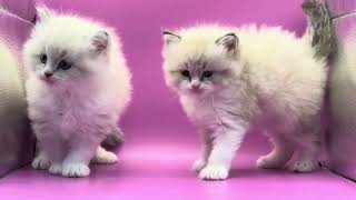 Ragdoll Kittens at Kittenberry Castle [upl. by Adnert124]