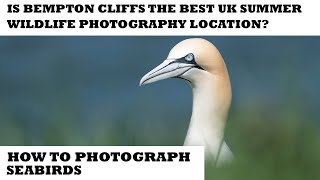 BEMPTON CLIFFS BEST SUMMER WILDLIFE PHOTOGRAPHY LOCATION [upl. by Lilah]