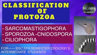 Classification of Protozoa Sarcomastigophora Sporozoa  Cnidospora Ciliophora  BSC5th sem [upl. by Cinderella]