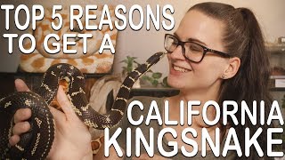 TOP 5 REASONS TO GET A CALIFORNIA KINGSNAKE [upl. by Phillis320]