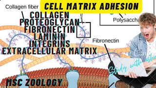 cell matrix adhesion collagen  proteoglycans  fibronectin  laminin  integrins  ecm notes [upl. by Felicidad350]