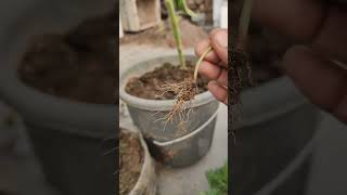 Removing phyllanthas niruri from My GardenA StepbyStep Guide short ytshorts viral shorts [upl. by Bar499]