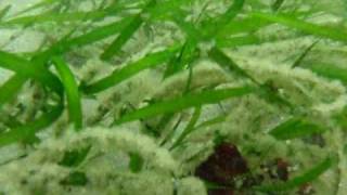 Herring Spawn On Eelgrass [upl. by Attenauq]