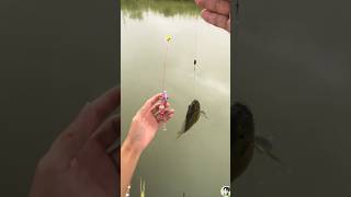 The worlds smallest fishing rod fishing tide tidefishing fish [upl. by Lisk]