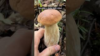 Po deštích to jede nature houby grzyby mushroom pilze asmr czech funghi porcini fyp huby [upl. by Germano]