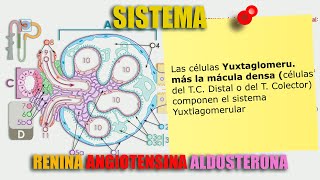 Sistema Renina Angiotensina Aldosterona  SÚPER EXPLICACIÓN  Tipos de ECA Receptores AT1 AT2 [upl. by Yllah]