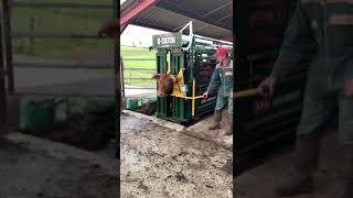 Treat Horned Cattle No Problem with an Arrowquip Cattle Chute [upl. by Fink]