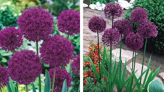 How to Plant Allium Purple Sensation Bedding Summer Guide [upl. by Nolahp]