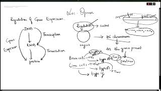 lac operon [upl. by Izabel857]