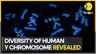 Scientists fully sequence human Y chromosome for the first time  Latest News  WION [upl. by Heng494]