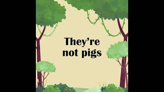 We composed Pygmy Hippo Song The full version is available on my channel หมูเด้ง moodeng hippo [upl. by Ylro]