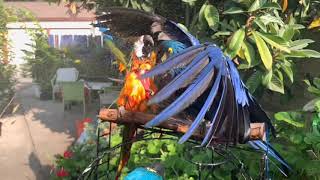 FIGHTING DRAGONS I let my macaw parrots play fight with each other in slow motion [upl. by Doss893]