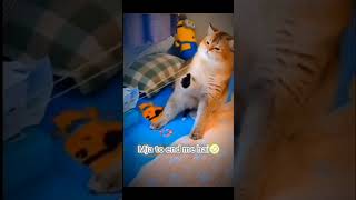 Did you feel the pain shortsfeed memes funnymemes catmemes gain97 youtubeshorts viral trend [upl. by Llewsor125]