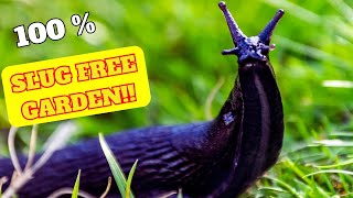 How to Stop Slugs Eating Your Plants 100 Organic [upl. by Afnin666]