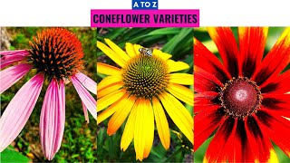 Coneflower Varieties A to Z [upl. by Tallou975]