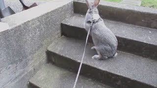 Flemish giant rabbit outside leash [upl. by Adekram550]