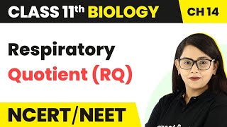 Respiratory Quotient RQ  Respiration in Plants  Class 11 Biology Chapter 14 NCERTNEET [upl. by Cleopatre607]