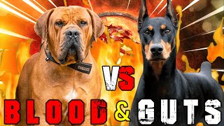 Boerboel vs Doberman  Doberman vs Boerboel  Powerful Guard Dog  Billa Boyka [upl. by Kcirddor809]