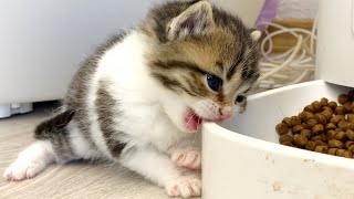 Cute kittens meow loudly to call mom cat comes and feeds them [upl. by Hujsak]