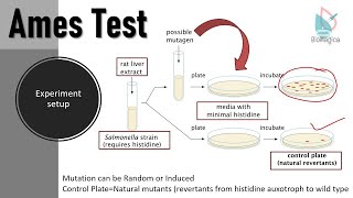 Ames Test II Detection of possible mutagens II Experiment to check mutations using Ames Test [upl. by Arrekahs82]