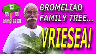 Bromeliad Family Tree Vriesea [upl. by Ellezaj221]