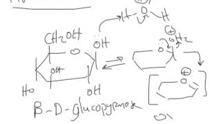 CHEM 407  Carbohydrate Chemistry  Mutarotation of Sugars [upl. by Aihsakal528]