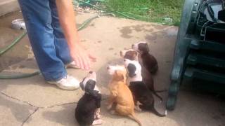 Nixons pitbull puppies [upl. by Grati299]