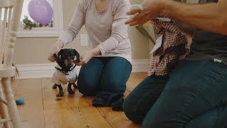 Crusoe the Dachshund a YouTube Content Creator  Ottawas Own [upl. by Leblanc]