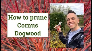 How to prune Cornus or Dogwood for Winter Colour [upl. by Dobb]