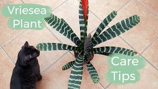 Vriesea Plant Care Tips The Bromeliad With The Flaming Sword Flower  Joy Us Garden [upl. by Ybot]