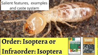 ORDER  ISOPTERA Termites  Salient Features examples and caste system of termites [upl. by Ssidnak]